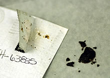 photo - black tar heroin