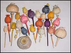 photo-suspected opium poppies, including some that were artifically colored