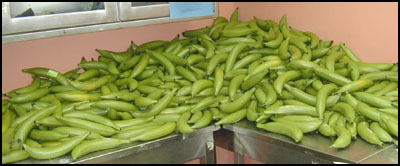 photo of green plastic plantains containing suspected cocaine