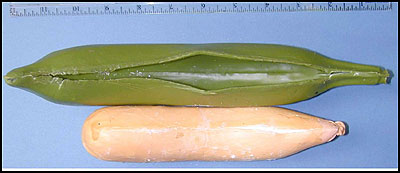 photo of plantain measured approximated 12.5 x 2.5 inches, and contained a cylinder of compressed powder within a balloon