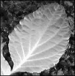 image of a Salvia divinorum leaf