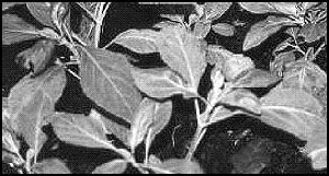 Salvia divinorum plants