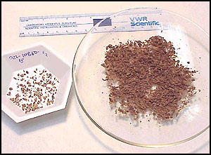 photo of crushed mushrooms