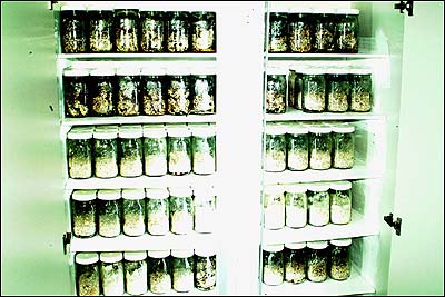 submission consisting of 645 large jars containing growing psilocybin mushroom cultures 12 pots with growing peyote cacti, 45 growing marijuana plants, and over 10 pounds of dried psilocybin mushrooms.