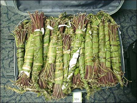 Khat Wrapped in Banana Leaves and Smuggled in a Suitcase