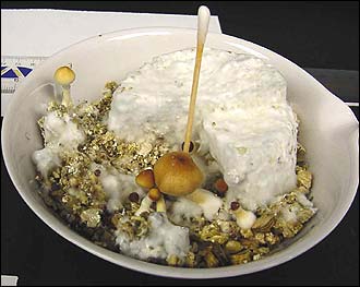Transfer of the mycelium to a grow chamber resulted in mushroom growth, and analysis of the dried mushrooms confirmed psilocin