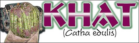 Khat (Catha edulis)  header graphic